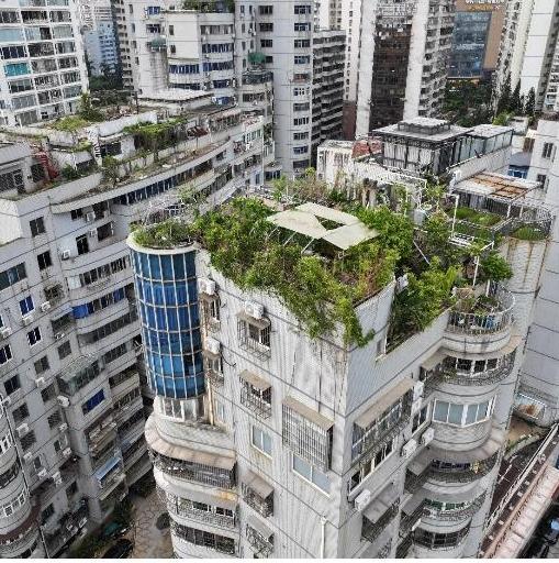 金贸街道开展毒品原植物禁种铲除踏查行动